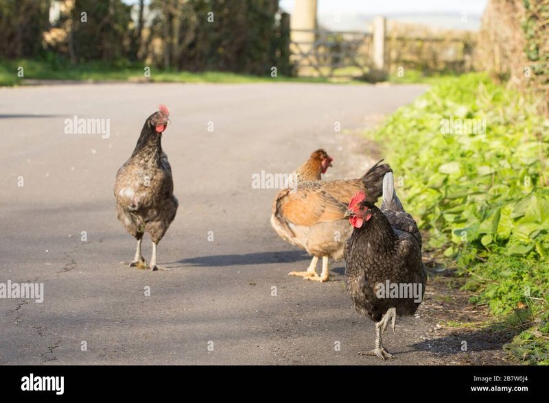 Juego chicken road in Spain