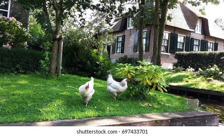 Netherlands - chicken road online